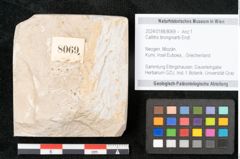 Foto (Objekt + Etikett) von Callitris brongniartii Endl. (NHMW-GEO-2024-0188-8069)